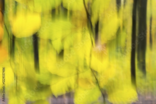 Wallpaper Mural Autumnal Beechesforest (Fagus), blurred, abstract, Hesse, Germany, Europe Torontodigital.ca