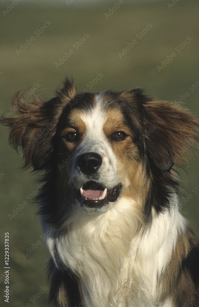 Fototapeta premium Mongrel dog, portrait