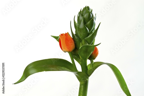 Orange Sun Star (Ornithogalum dubium), flowering photo