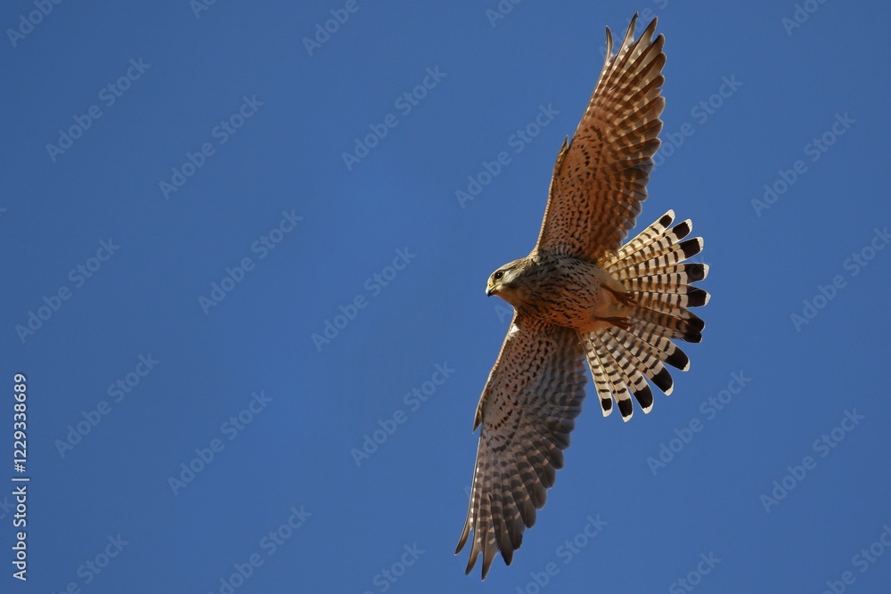 Fototapeta premium Common Common Kestrel (Falco tinnunculus) gliding, blue sky, Schleswig-Holstein, Germany, Europe