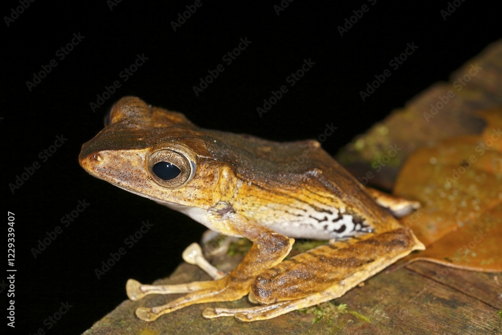 Obraz premium Borneo Eared Frog (Polypedates otilophis) Kubah National Park, Sarawak, Borneo, Malaysia, Asia