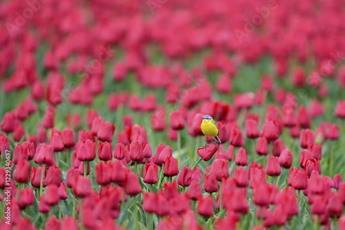 Yellow wagtail (Motacilla flava) in flower field of red tulips, Texel, North Holland, Netherlands photo