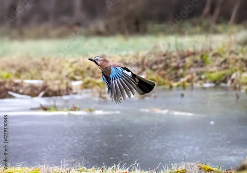 Eichelhäher (Garrulus glandarius) photo