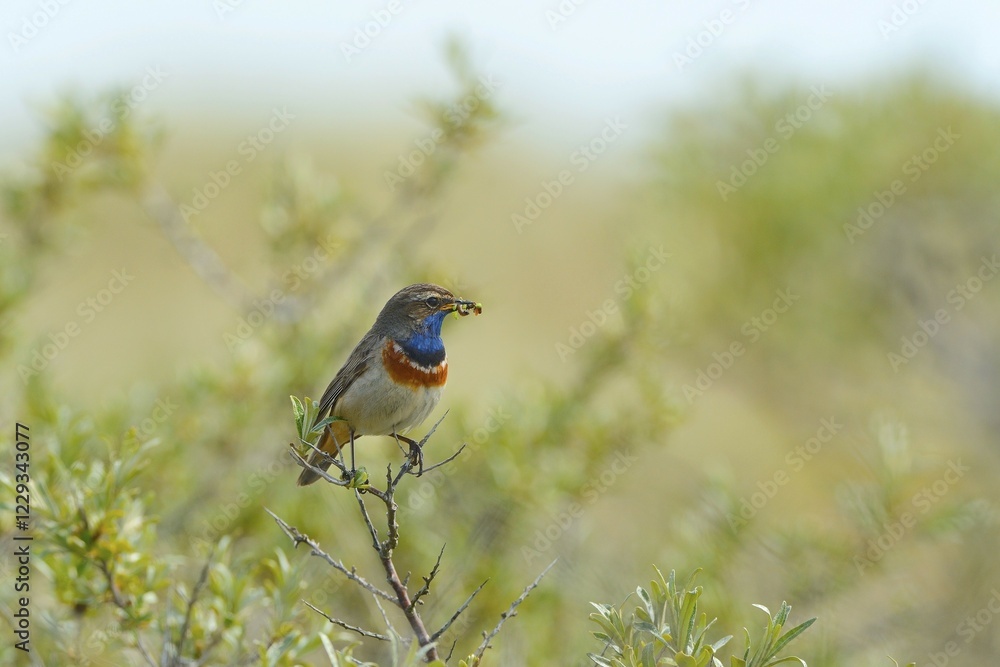 Obraz premium Bluethroat (Cyanosylvia svecica) with caterpillar in its beak, Texel, West Frisian Islands, Province of North Holland, The Netherlands, Europe