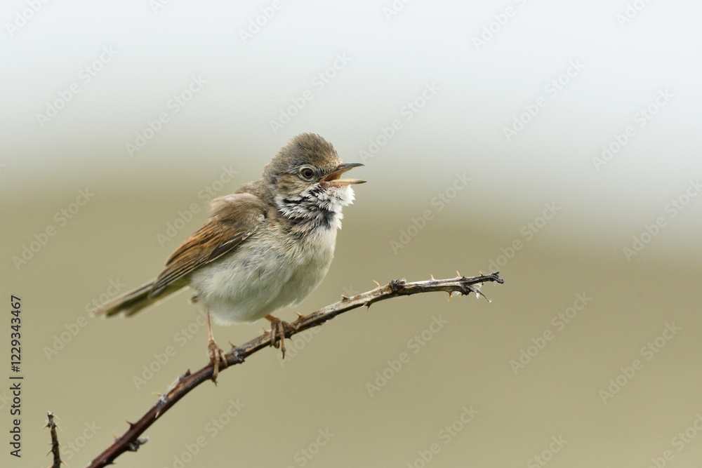 Common whitethroat (Sylvia communis) perched on a twig, Texel, West Frisian Islands, North Holland, The Netherlands, Europe Common whitethroat (Sylvia communis) perched on a twig, Texel, West Frisian Islands, North Holland, The Netherlands, Europe