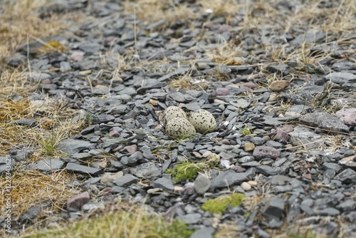 Eurasian oystercatcher (Haematopus ostralegus), clutch with three eggs between stones on a gravel bank, Barents Sea, Northern Norway photo