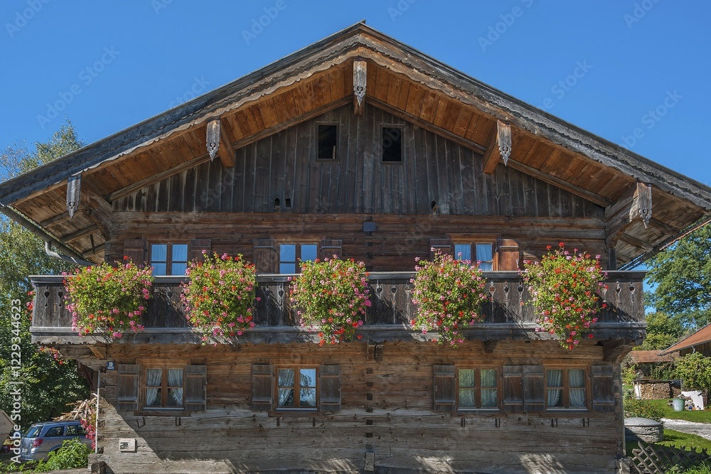 Geraniums (Pelargonium), at farm in Deining near Munich, Upper Bavaria, Bavaria, Germany, Europe Geraniums (Pelargonium), at farm in Deining near Munich, Upper Bavaria, Bavaria, Germany, Europe