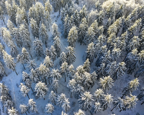 Drones shot, snow-covered Spruces (Picea) from above in winter, Taunus, Hesse, Germany, Europe photo