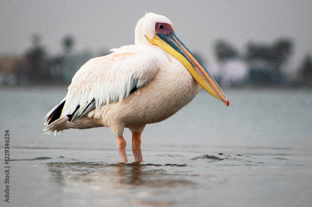 Obraz premium African wild birds. A lone white pelican on a blue lagoon on a sunny day