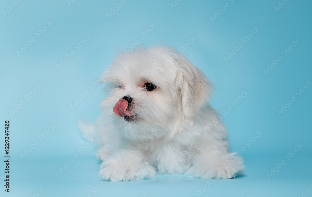 Portrait of a cute Maltese breed puppy. A small dog licking lips on a bright fashionable blue background. Portrait of a cute Maltese breed puppy. A small dog licking lips on a bright fashionable blue background.