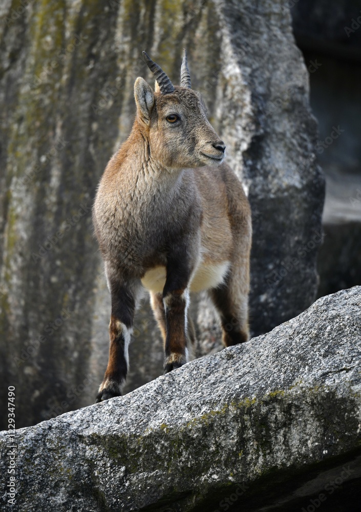 Alpine Ibex (Capra ibex), young on rock, captive