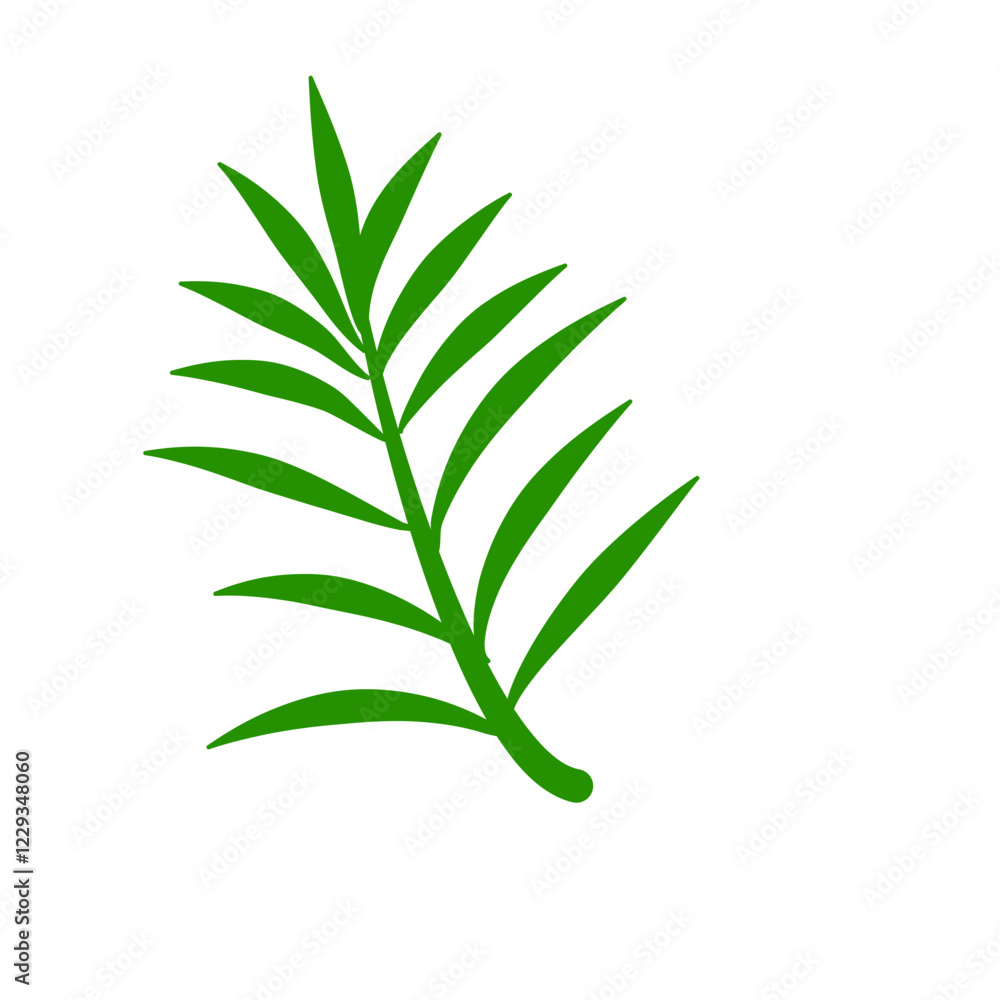 Phoenix palm leaf
Phoenix palm leaf