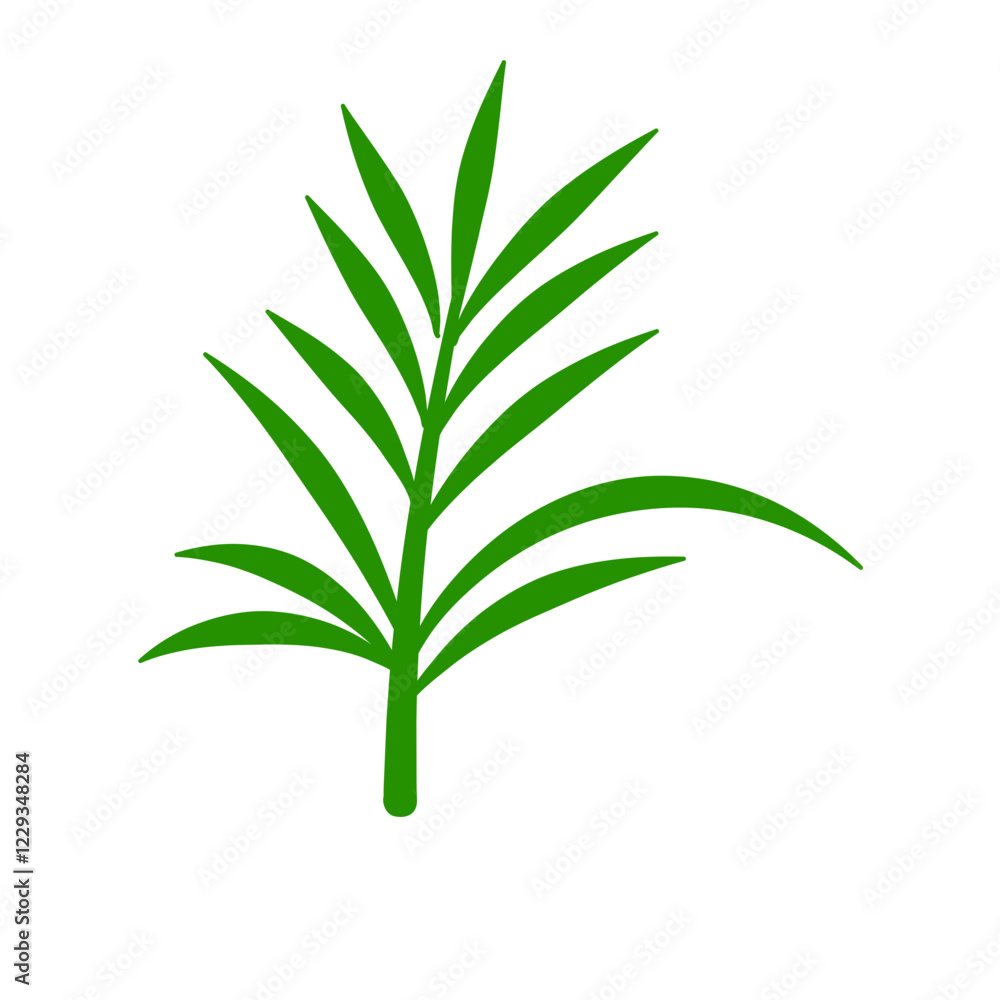 Fototapeta premium Phoenix palm leaf 