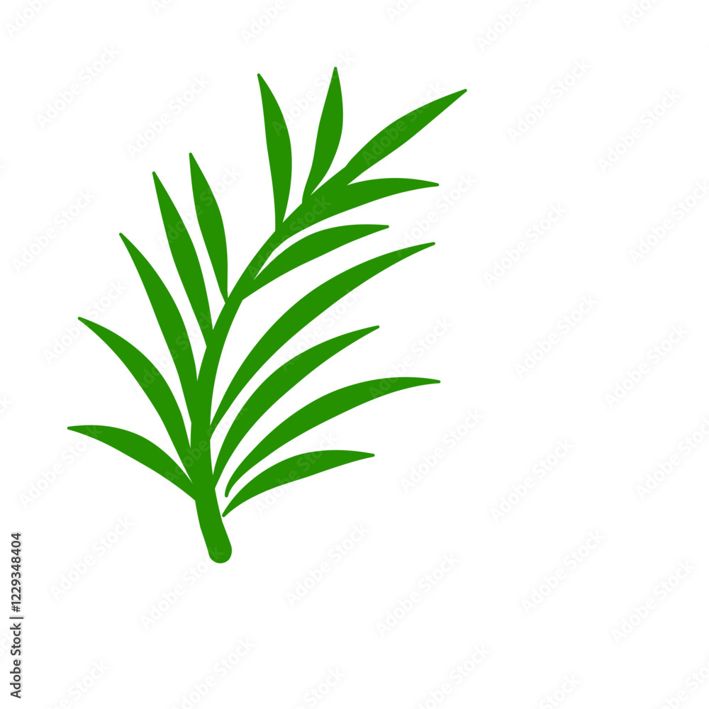 Phoenix palm leaf
Phoenix palm leaf