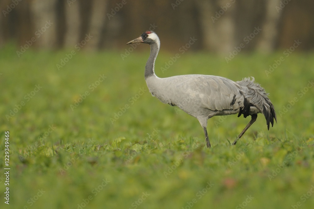 Crane (Grus grus) resting in the Diepholzer Moorniederung nature reserve, Lower Saxony, Germany, Europe Crane (Grus grus) resting in the Diepholzer Moorniederung nature reserve, Lower Saxony, Germany, Europe