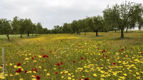 Olive plantation with blossoming flowers, Venice, Italy, Europe