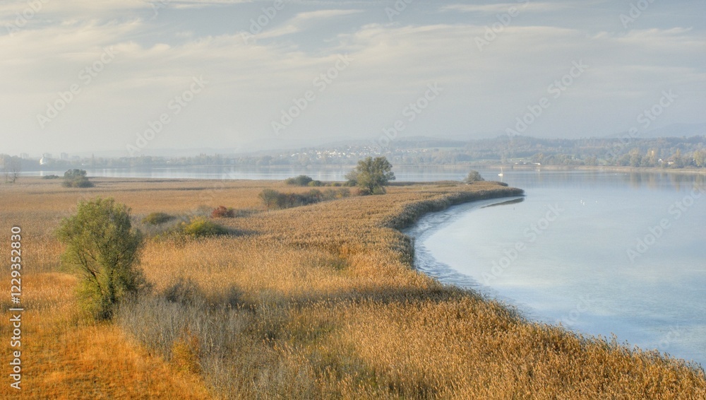 Reed area at the lake of constance - Baden Wuerttemberg Germany Europe. Reed area at the lake of constance - Baden Wuerttemberg Germany Europe.