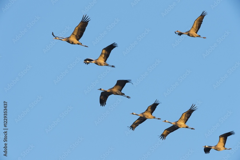 Obraz premium Cranes (Grus grus) in flight, Zingst, Western Pomerania Lagoon Area National Park, Mecklenburg-Western Pomerania, Germany, Europe