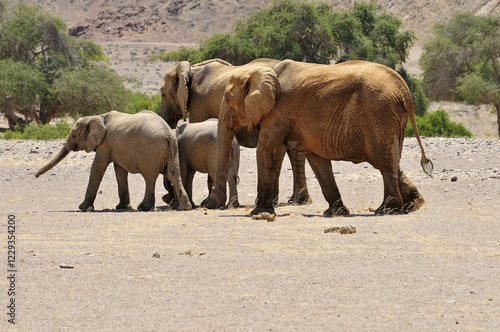 Group of the rare Namibian Desert Elephant (Loxodonta africana), Hoanib River, Namib Desert, Kaokoland, Kaokoveld, Kunene regionNamibia photo