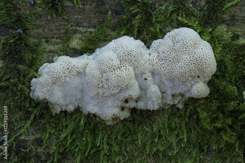 Greyling Bracket (Postia tephroleuca) on deadwood, Hesse, Germany, Europe photo