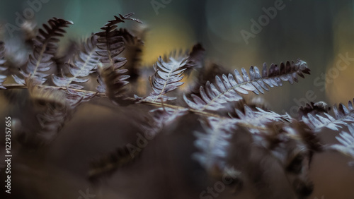 Macro de fougères mortes, pendant le coucher du soleil photo