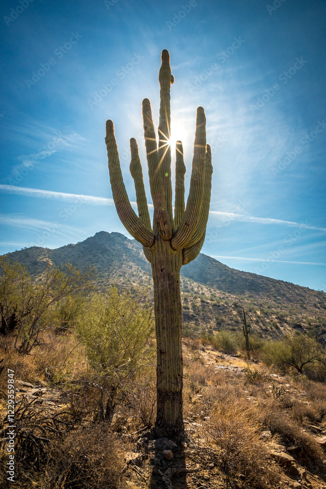 Saguaro cactus in Scottsdale, AZ