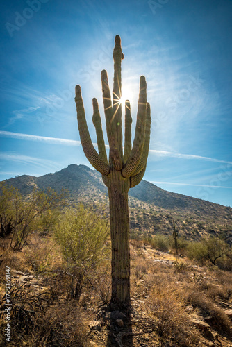 Obraz na płótnie Saguaro cactus in Scottsdale, AZ w salonie
