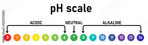pH scale chart with acidic, neutral, and alkaline levels from 0 to 14 in colorful gradient for chemistry, science, and education. pH scale of Indicators may be used to measure pH.