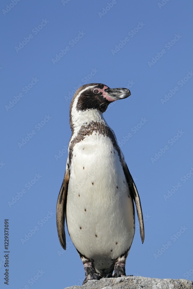 Fototapeta premium Humboldt penguin (Spheniscus humboldti), captive