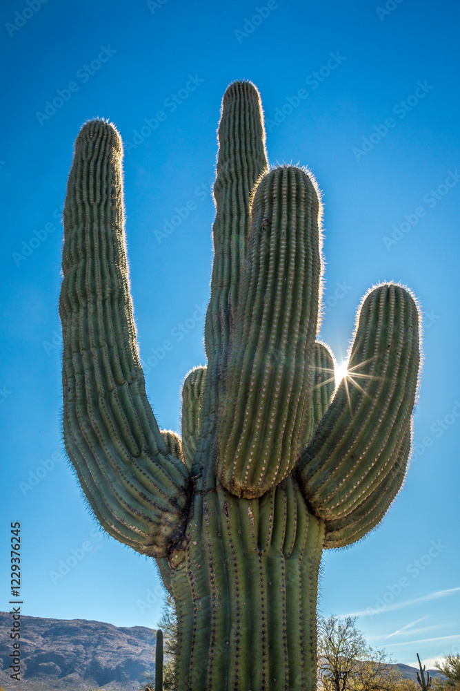 Majestic Saguaro cactus in the Arizona sun