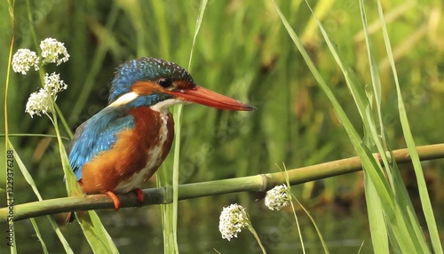 KI generated, animal, animals, bird, birds, biotope, habitat, a, individual, water, perch, reeds, water lilies, blue sky, foraging, wildlife, summer, seasons, white-throated kingfisher (Halcyon smyrnensis) photo