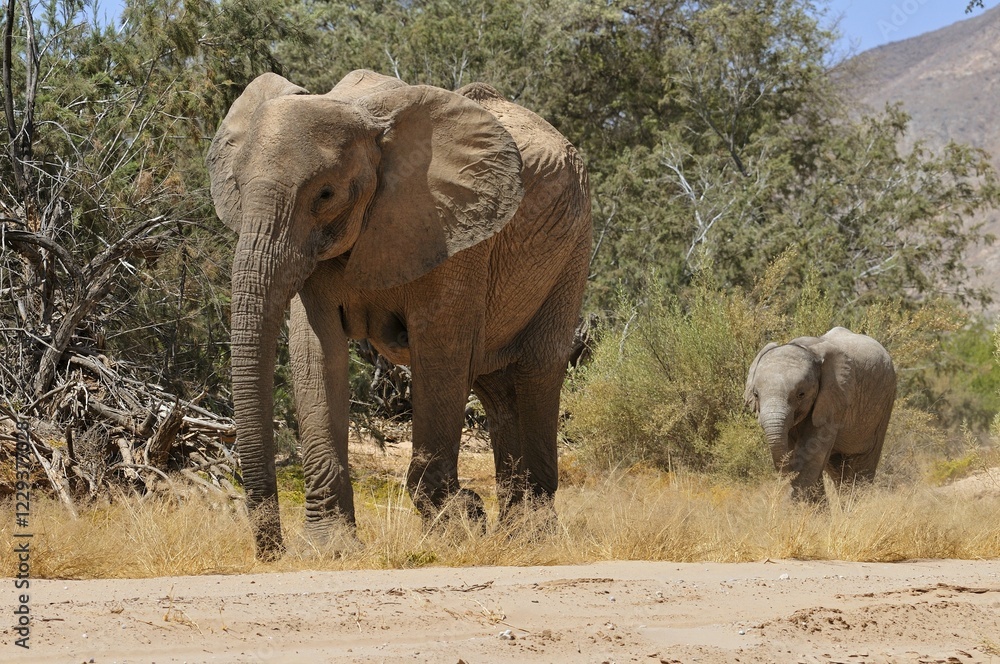 Obraz premium Cow and calf of the rare Namibian Desert Elephant (Loxodonta africana), Hoanib River, Namib Desert, Kaokoland, Kaokoveld, Kunene regionNamibia