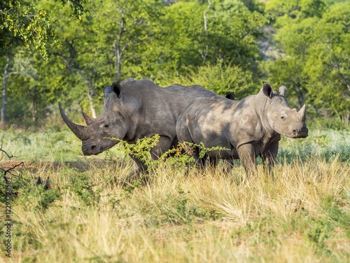 Foto Group of white rhinoceros (Ceratotherium simum) in the scrublands, Ongaya Wild R