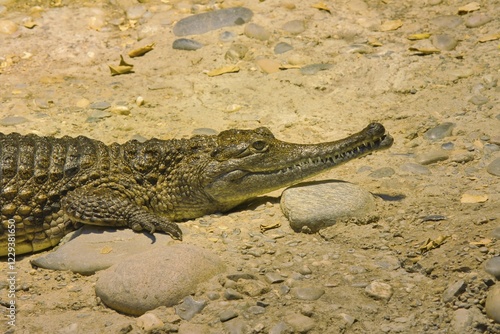 Crocodile resting on sandy ground with sunlight and stones, Australian crocodile, (Crocodylus johnstoni) Basel Zoo, Baselstadt, Switzerland, Europe