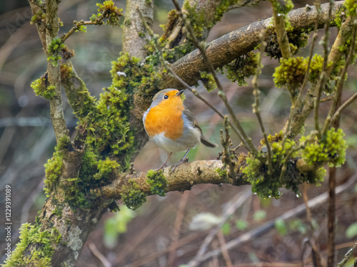 Rotkehlchen (Erithacus rubecula) photo