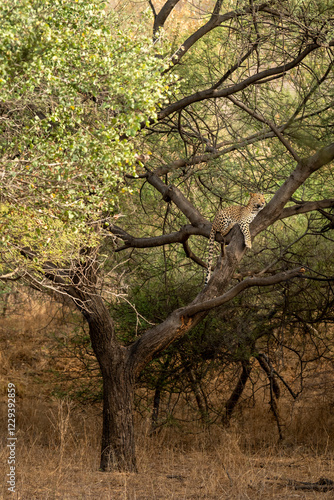 wild male leopard or panther or panthera pardus relaxing sitting on tree trunk branch in monsoon season safari and in natural scenic green background at jhalana forest reserve jaipur rajasthan india photo