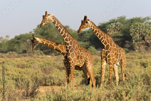 Photography Reticulated giraffes (Giraffa reticulata camelopardalis), Samburu National Reser