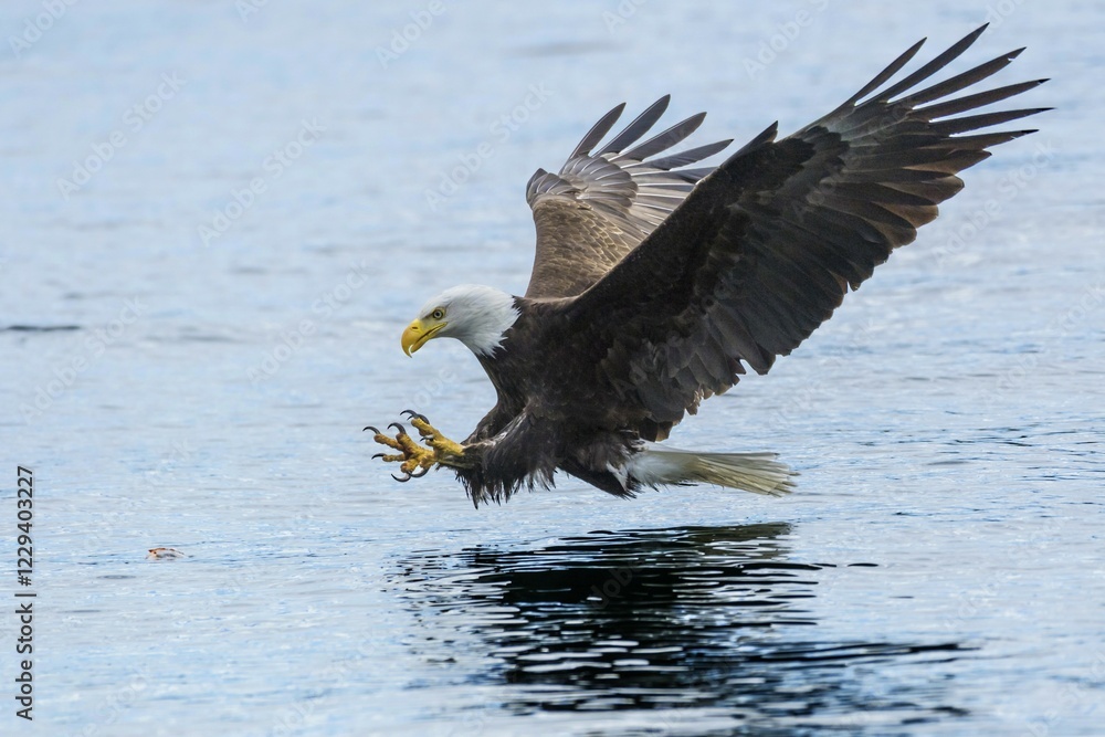 Obraz premium Bald eagles (Haliaeetus leucocephalus) in approach above the water, Campbell River, British Columbia, Canada, North America