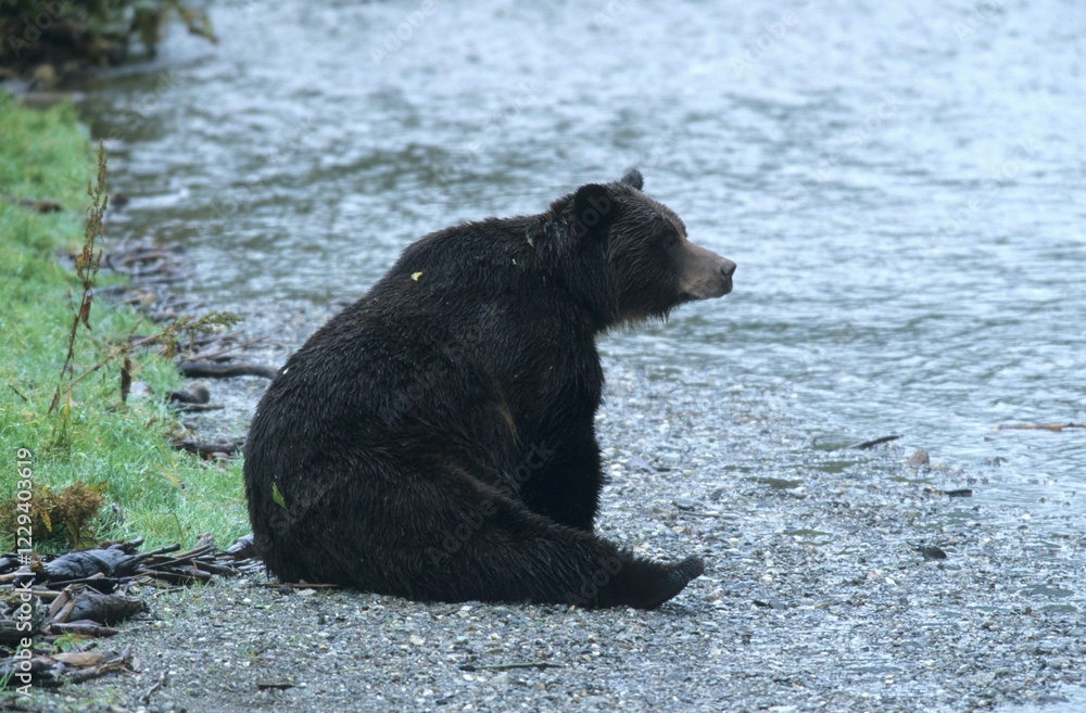 North American Brown Bear (Ursus arctos) on the bank of a stream, Alaska, North America