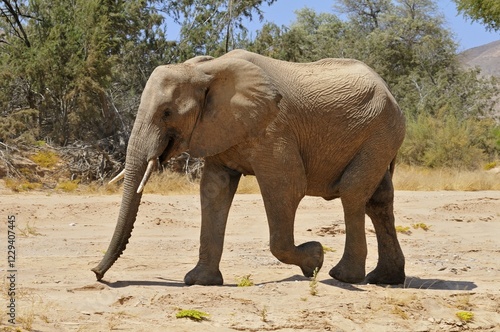 Young bull of the rare Namibian Desert Elephant (Loxodonta africana), Hoanib River, Namib Desert, Kaokoland, Kaokoveld, Kunene regionNamibia photo