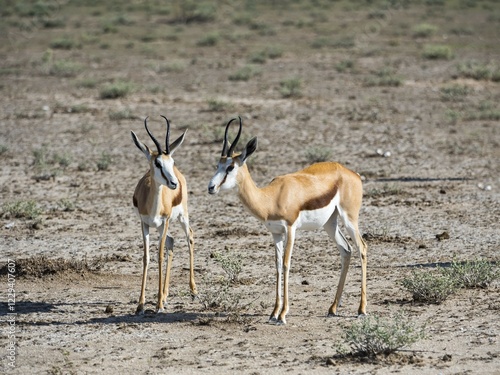 Springboks (Antidorcas marsupialis), near Okaukuejo, Etosha National Park, Namibia, Africa photo