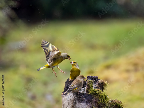  Grünfink (Chloris chloris) photo