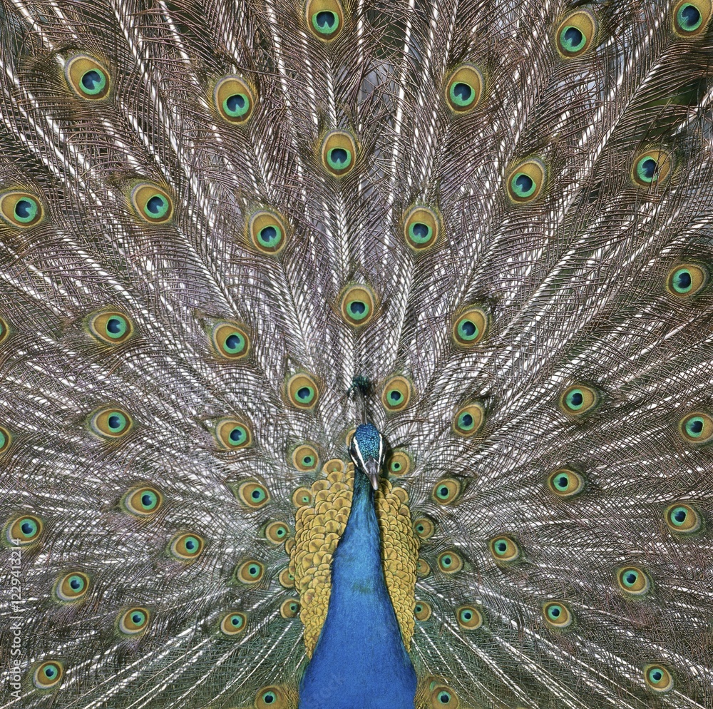 Obraz premium Peacock, male, courting (Pavo cristatus)