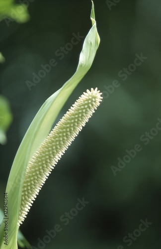 Peace Lily (Spathiphyllum floribundum)