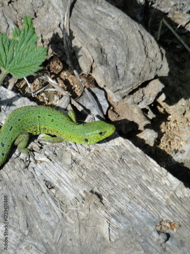 green lizard on a branch
