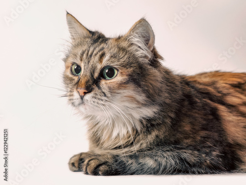 angry red cat on white background photo