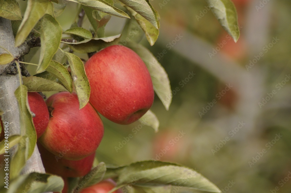 Ripe apples growing in an orchard at Nelson, New Zealand, Oceania Ripe apples growing in an orchard at Nelson, New Zealand, Oceania