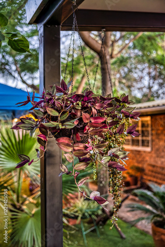 pot flower hanging in the garden, Inch Plant Care Guide How To Grow Tradescantia Zebrina, garden with porch at sunset photo