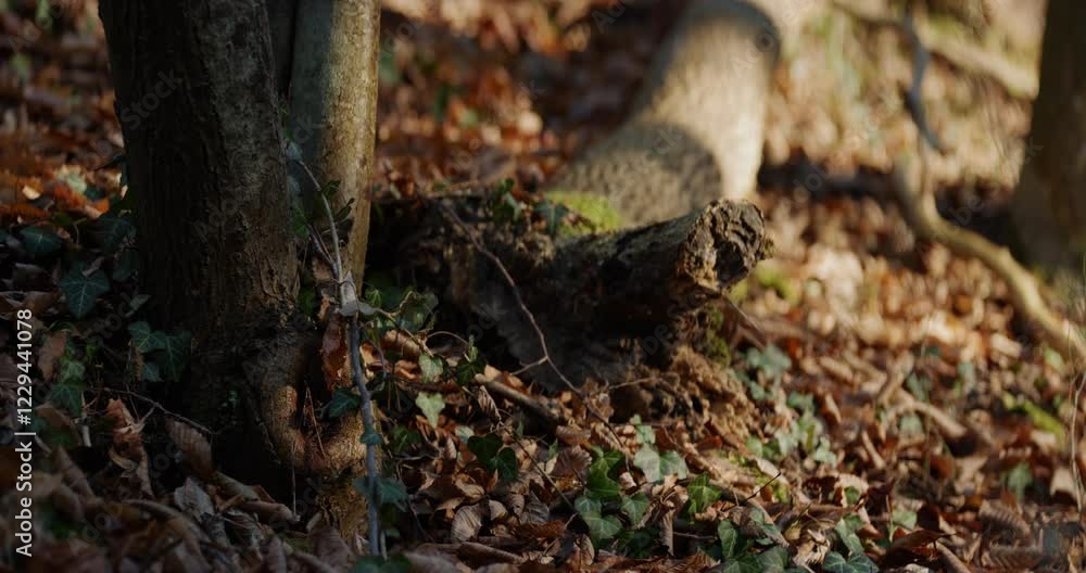 Mossy grown over tree roots, sticking out from fallen tree, lying in fallen leafs, parallax shot, shallow depth of field Mossy grown over tree roots, sticking out from fallen tree, lying in fallen leafs, parallax shot, shallow depth of field