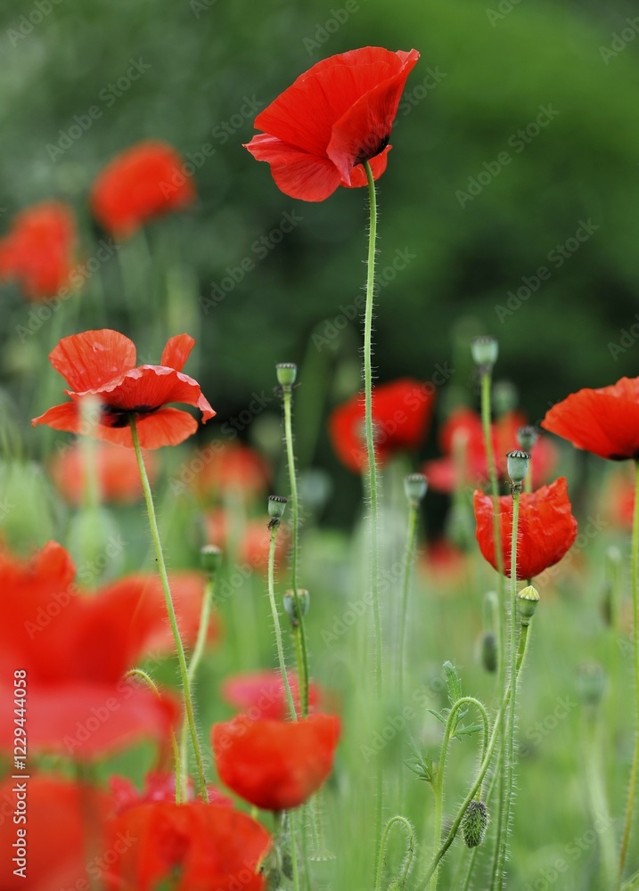 Obraz premium Corn poppy (Papaver rhoeas)